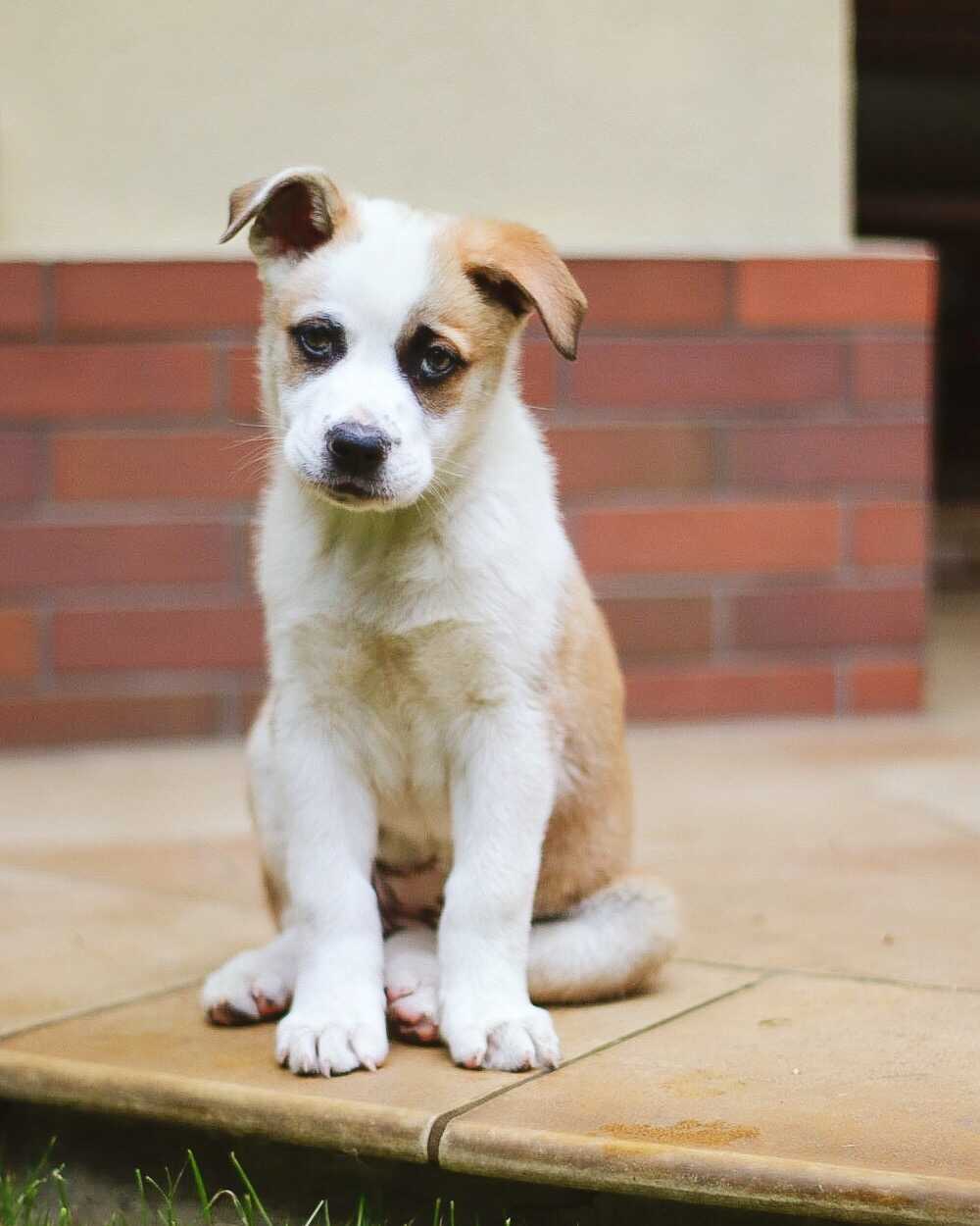 Suczka Kropelka do adopcji